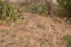 Opuntia pyrocarpa