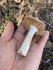 Amanita velosa