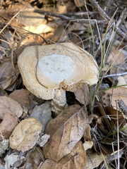 Amanita velosa