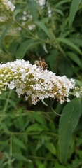 Apis mellifera
