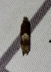 Eucosma parmatana