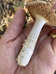 Amanita velosa