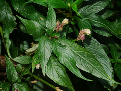 Strobilanthes pentastemonoides, photograph (c) Jacy Chen, some rights reserved (CC BY)
