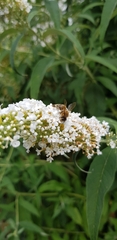 Apis mellifera