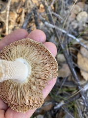 Amanita velosa