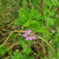 Lantana rugosa