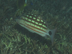 Lutjanus decussatus