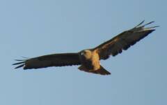 Buteo rufinus