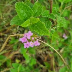 Lantana rugosa