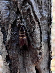 Lymantria dispar