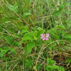 Lantana rugosa