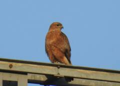 Buteo rufinus