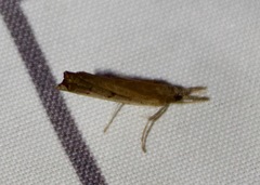 Fissicrambus mutabilis