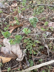 Lamium amplexicaule