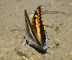 Charaxes saturnus saturnus