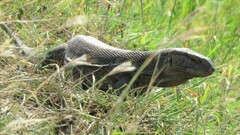 Varanus albigularis albigularis