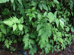 Xanthorhiza simplicissima