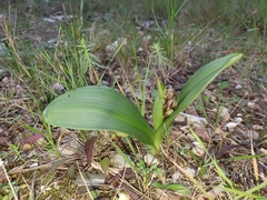 Himantoglossum robertianum