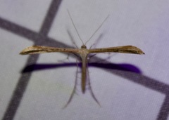 Emmelina monodactyla