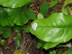 Celastrina neglecta