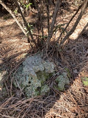 Cladonia chlorophaea