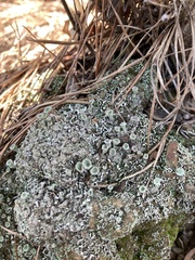 Cladonia chlorophaea