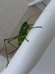 Eupholidoptera schmidti