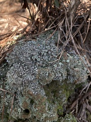 Cladonia chlorophaea
