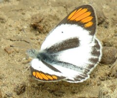 Colotis pallene