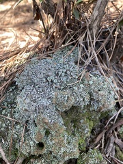 Cladonia chlorophaea