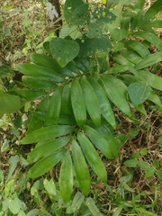 Zamia