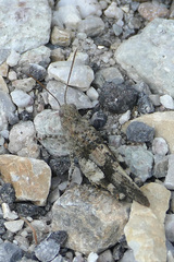 Oedipoda