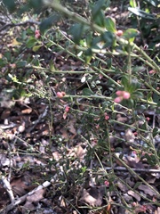 Vaccinium myrsinites