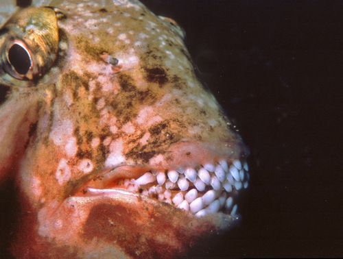 Bucktooth (Calotomus carolinus) — Scaridae