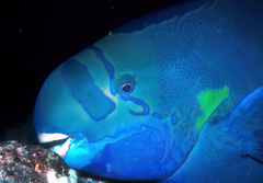 Chlorurus perspicillatus