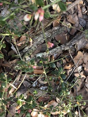 Vaccinium myrsinites