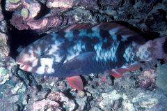 Chlorurus perspicillatus