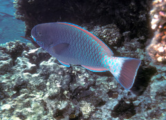 Chlorurus perspicillatus