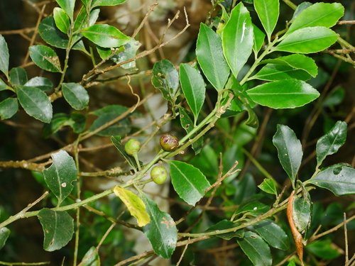 Image of Ilex maximowicziana by (c) Jacy Chen, some rights reserved (CC BY)