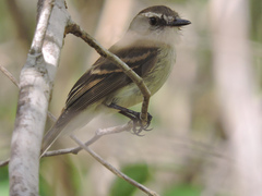 Cnemotriccus fuscatus