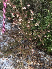 Vaccinium myrsinites