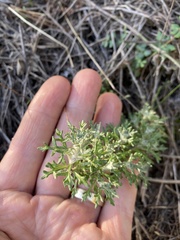 Eriophyllum confertiflorum