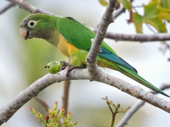 Eupsittula cactorum