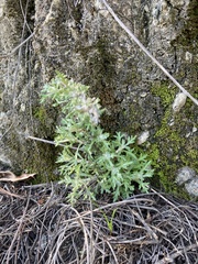 Eriophyllum confertiflorum