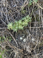 Eriophyllum confertiflorum
