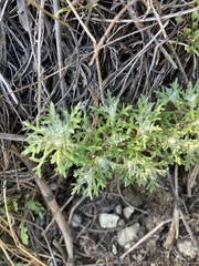 Eriophyllum confertiflorum