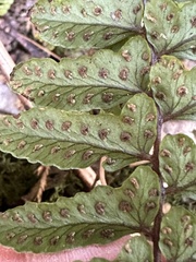 Athyrium nakanoi