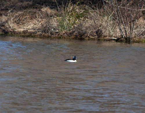 Bufflehead photographed in Mississippi