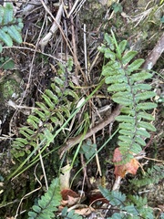 Athyrium nakanoi
