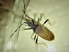 Dicranocephalus agilis